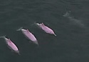 pnkdolphins
