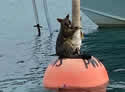 possumbuoy