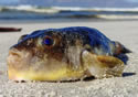 pufferfishbeach