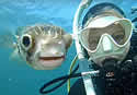 pufferpic