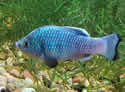 pupfish
