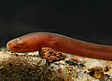 redfishgenus