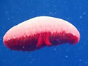 redjelly