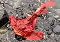 redfish