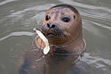 rescueseal