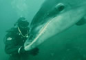 residentdolphin