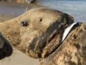 ringseal