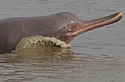 riverdolphins