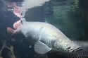 rivermonsters