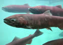 salmonladder