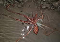 sandoctopus