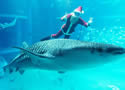 santashark