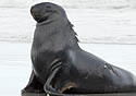 sealionattack