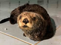 seaotter