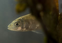 seabass