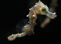 seahorsetiny