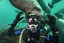 sealbomb