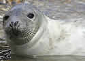 sealhunt