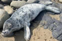 sealpup