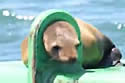 sealring