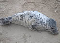 sealsicko