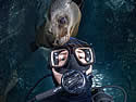 sealionselfie