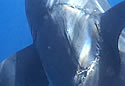 sharkbite