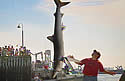 sharkderby