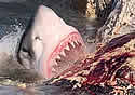 sharkdevourwhale