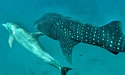 sharkdolphin