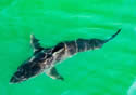 sharkdrone
