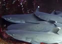 sharkhug