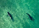 sharkhunting