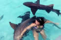 sharkimage