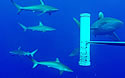 sharkmonitor
