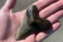 sharkmyrtle