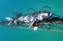 sharknet
