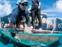 sharkresearcher