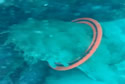 sharkring