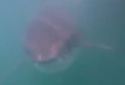 sharkrsearchers
