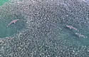 sharkschooling