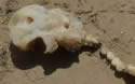 sharkskeleton