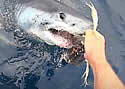 sharktagger