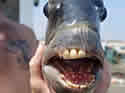 sheepheadteeth