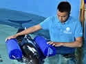 sinkingdolphin
