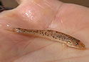 smallfish