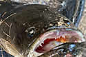 snakeheadmass