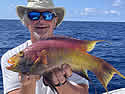 spanishhogfish
