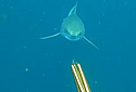 spearfishinggws