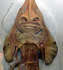 spectralfish